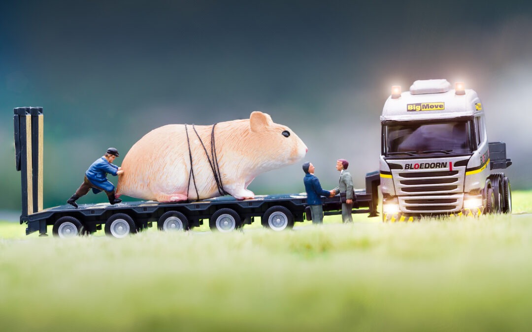 Hamster auf Reisen